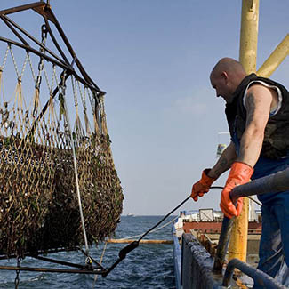 Mosselvisser haalt de vangst binnen op de Oosterschelde bij Yerseke